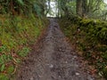 Muddy Camino track - Triacastela