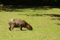 Muddy Capibara