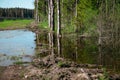 A muddy country road on the edge of the forest in early spring Royalty Free Stock Photo