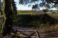 Muddy countryside along large trees overgrown with ivy