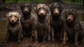 muddy dirty dogs Royalty Free Stock Photo