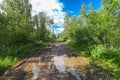 Muddy dirty road through forest with puddles