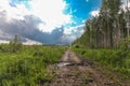 Muddy dirty road through forest with puddles