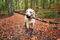 Muddy dog in autumn nature Royalty Free Stock Photo