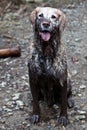 Muddy Dog Royalty Free Stock Photo