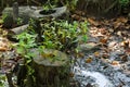 A muddy, drying up river bed, with discarded stumps becoming a new home for budding plants.