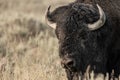 Muddy Face of Male Bison Close Up