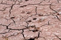 Muddy feet animal tracks in the mud. Royalty Free Stock Photo