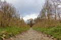 Footpath in autumn with dry reed and birch trees on both sides Royalty Free Stock Photo