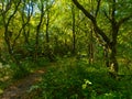 Following a narrow muddy path through the dark woodland Royalty Free Stock Photo