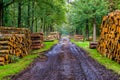 Muddy forest road with many tree trunk piles, Liesbos, Breda, The Netherlands Royalty Free Stock Photo
