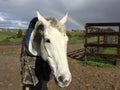 Muddy gray horse and Rainbow Royalty Free Stock Photo