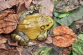 Muddy green bull frog Royalty Free Stock Photo