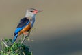 Muddy Grey-headed Kingfisher