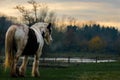 Muddy Horse In Autumn Field Royalty Free Stock Photo