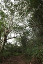 The muddy Kuilau-Moalepe Trail leading uphill through the rainforest in the Lihue-Koloa Forest Reserve