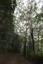 The muddy Kuilau-Moalepe Trail leading uphill through the rainforest in the Lihue-Koloa Forest Reserve in Kapa\'a