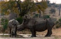 Muddy mother rhino and baby in drinking water from the pond in Kruger National Park Royalty Free Stock Photo