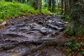 Muddy mountain trail with crooked roots after rain Royalty Free Stock Photo