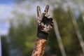 Muddy obstacle race runner in action. Mud run