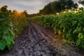 Muddy Opening in Sunflower Field Looks Into Rising Sun Royalty Free Stock Photo