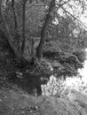 Flooded riverbank pathway in autumn