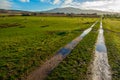 Muddy path crossing green sheep pastures