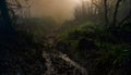 A muddy path through a foggy forest.