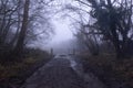 A muddy path and gate through an eerie forest. On a foggy, winters day Royalty Free Stock Photo