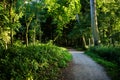 A muddy path leading into the forest in Haagse Bos, forest in Th