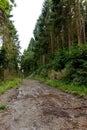 A muddy pathway through a forest Royalty Free Stock Photo