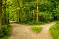 Muddy path parting into two at Haagse Bos, forest in The Hague