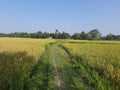 A MUDDY PATH RUNS THROUGH PADDY FIELDS Royalty Free Stock Photo