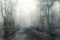 A muddy, path through a spooky, eerie forest. On a mysterious foggy, winters day. With a textured, vintage, grunge, edit