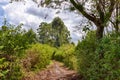 Muddy path through the woods