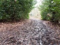 muddy pathway through forest hedgerow light ahead no people walk Royalty Free Stock Photo