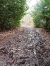 muddy pathway through forest hedgerow light ahead no people walk Royalty Free Stock Photo