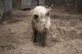 Muddy Pig Royalty Free Stock Photo