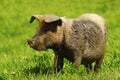 Muddy pig on lawn Royalty Free Stock Photo
