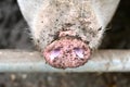 Muddy Pig Snout Royalty Free Stock Photo