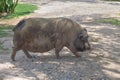 Muddy pig walking on the way Royalty Free Stock Photo