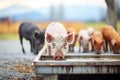 muddy pigs feeding at outdoor trough