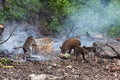 Muddy pigs