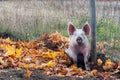 A muddy pink pig with erect ears sitting in mud and autumn leaves Royalty Free Stock Photo