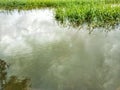 Muddy pond with grass growing in murky water,Summer landscape, water. Royalty Free Stock Photo