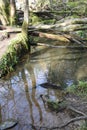 Muddy pond reflection after flood