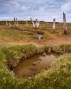 Muddy puddles, rocks and dead trees in Thornham Old Harbour