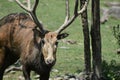 Muddy Rack of Antlers on a Pere Davids Deer