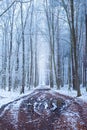 Muddy road alley in winter snow-covered forest Royalty Free Stock Photo