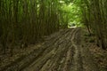 Muddy road in the forest Royalty Free Stock Photo